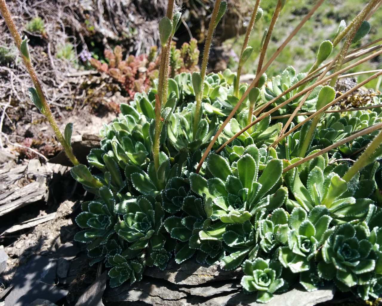 Saxifraga paniculata / Sassifraga delle rocce